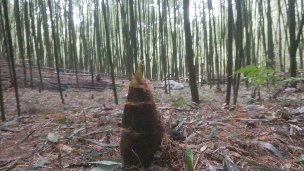 糸島でのタケノコ掘り体験 ほんちゃんねる 糸島でのタケノコ掘り体験 ほんちゃんねる