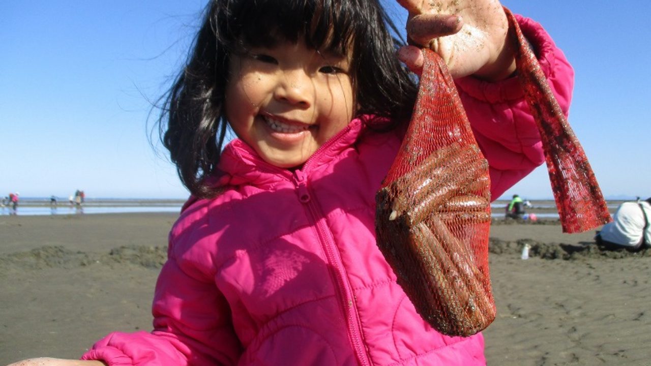 潮干狩りにマテ貝掘りはいかが ほんちゃんねる