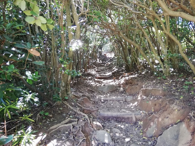「トトロの森」と呼ばれる登山道の入口